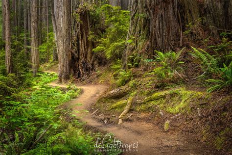 Redwood National Park | Forests and Trees | deLightscapes