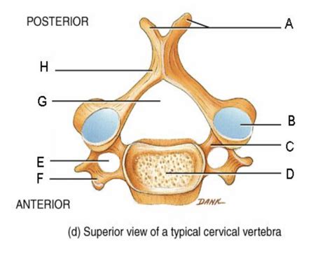 Typical Cervical Vertebra