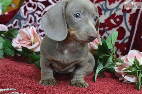 45+ Isabella Mini Dachshund For Sale Image - Bleumoonproductions