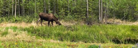 Discover the Amazing Nature and Wildlife in Muskoka Ontario