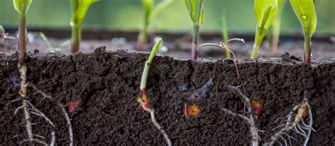 Why are some nutrients mobile in soil, but not within the plant?