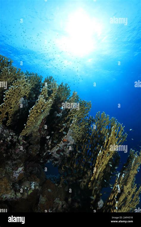 Fire coral (Millepora dichotoma) underwater in the coral reef Stock Photo - Alamy