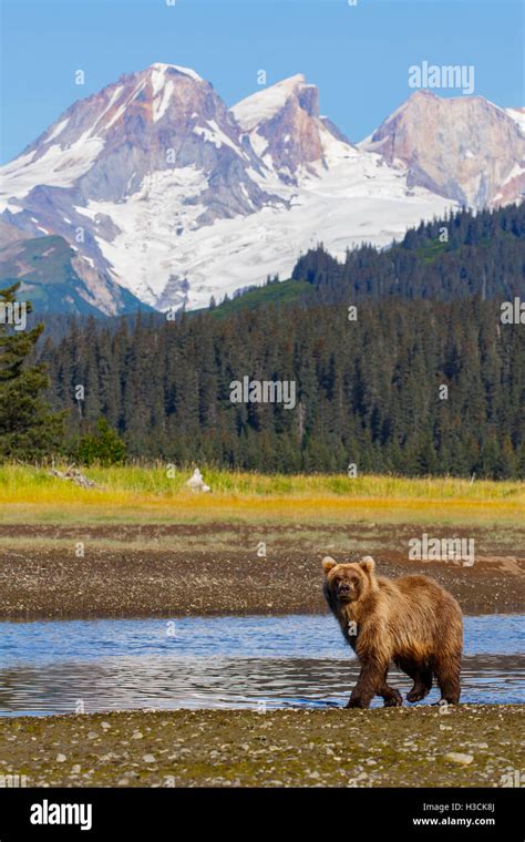 Brown / Grizzly Bear with Mount Iliamna volcano, Lake Clark National ...