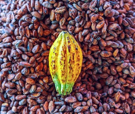 Premium Photo | Aromatic brown cocoa beans and cocoa seed with cacao ...