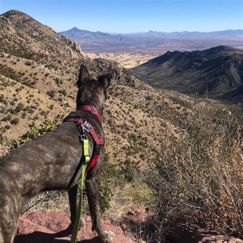 15 Dog Friendly Things To Do Around Tucson, AZ | GoPetFriendly