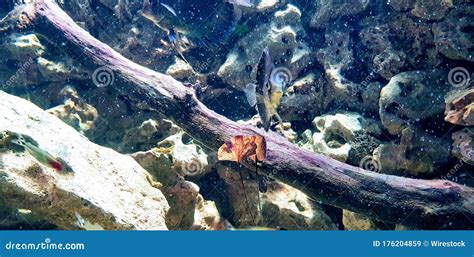 Beautiful Shot of an Exotic Fish Swimming Underwater Near the Rocks ...