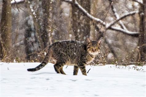 Cat Walking in the Snowflakes | Shutterbug