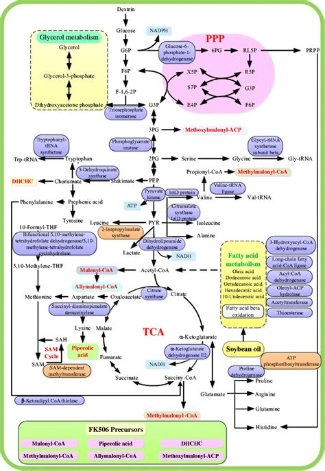 Schematic diagram of the proposed metabolic pathways combined with ...