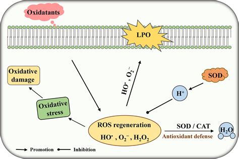 Frontiers | Enhanced Antioxidant Activity in Streptococcus thermophilus by High-Level Expression ...