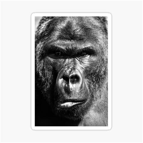 "Gorilla face" Sticker for Sale by Top-T-designs | Redbubble