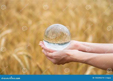 Hand Holding Crystal Ball Stock Images - Download 1,109 Royalty Free Photos