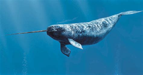 Studying narwhals is no easy tusk | UW Magazine — University of Washington Magazine