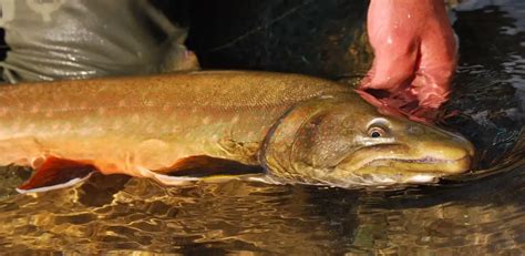 10 Trout Species you Need to Know! - 4everfishing