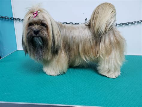 Best Puppy Salon near me | Dog | Puppies Grooming New Zealand