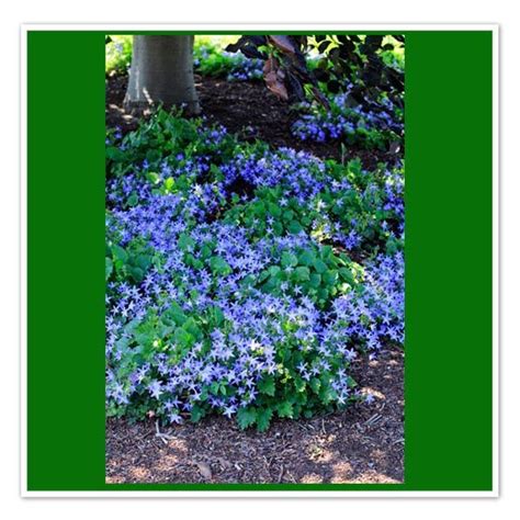 Campanula poscharskyana Blue Waterfall, Serbian Bellflower | Campanula ...