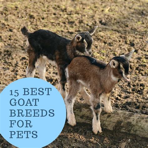 15 Best Goat Breeds for Pets | PetHelpful