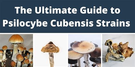 All about Psilocybe Cubensis Varieties And Types, Spores And Strains ...