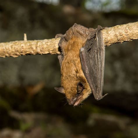 Big Brown Bat | World Class Wildlife Removal