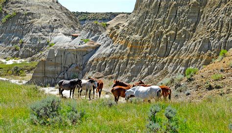 Theodore Roosevelt National Park