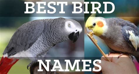 Best Pet Bird Names List - Lists by Gender, Cuteness, & Popularity