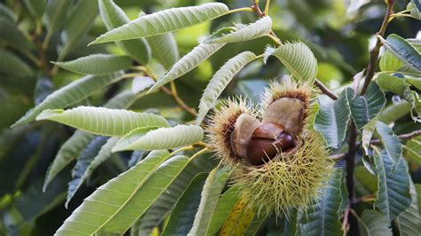 Chestnut Tree Leaves Identification - Tree Identification The American Chestnut Foundation, What ...