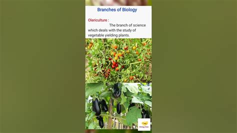 Olericulture (Branches of Biology) - YouTube