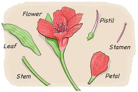 Parts Of A Flower And Their Functions Diagram | Best Flower Site