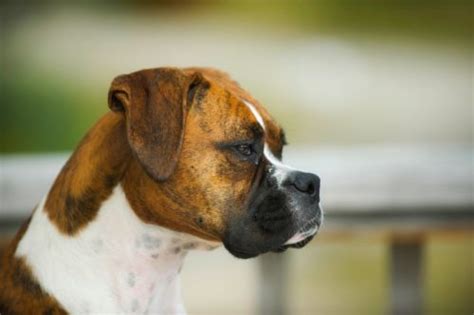 Boxer Puppy Training Tips | Canna-Pet®