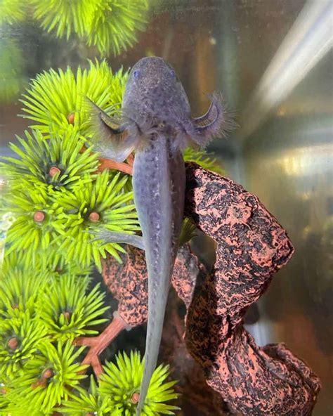 Firefly Axolotl: Species Profile, Care Guide & Pictures