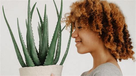 6 Reasons to Add Aloe Vera to Your Natural Hair Care Routine