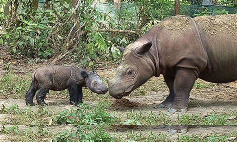 Animals Of Borneo - WorldAtlas