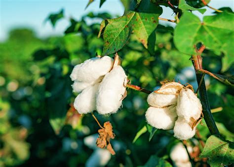 Organic Cotton Growing Naturally In Field Photograph by Cavan Images - Fine Art America