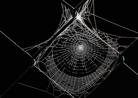 Free photo: Spiderweb - Bspo06, Shape, Silk - Free Download - Jooinn