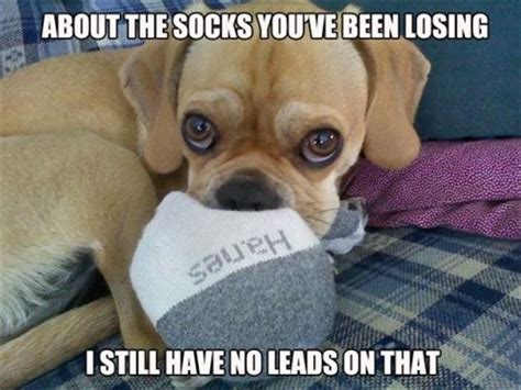 dog chews my socks, funny pictures - Dump A Day