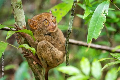 Philippine Tarsier in Its Natural Habitat in Bohol, Philippines Stock ...