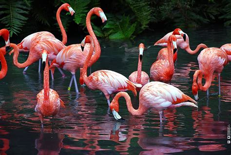 How Many Species Of Flamingos Live In The World? - WorldAtlas.com