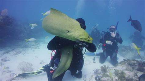 Attack of the Green Moray Eel in the Keys! OOPS! Eel poops on diver. - YouTube