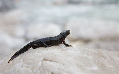 Newts: Facts and List of Types With Pictures - Amphibian Fact