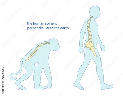 Bipedalism Spine