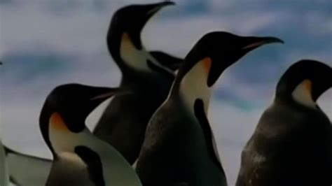 March of The Penguins - ClickView