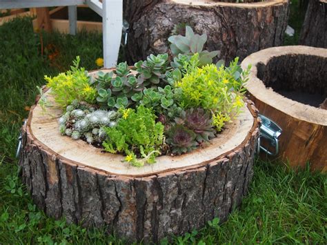 DIY Log Succulent Planter Sounds Like An Excellent Idea For Your Garden