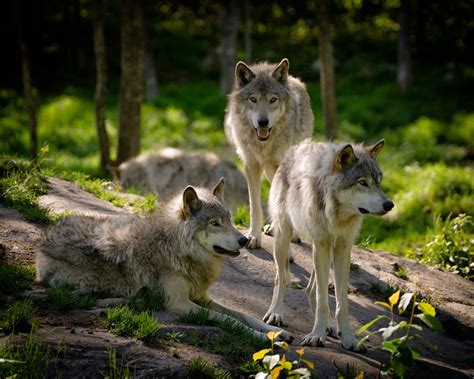 Eastern timber wolves: fascinating apex predators vital to forest ...