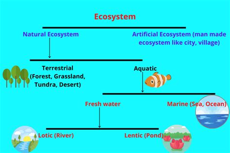 Ecosysteme Definition