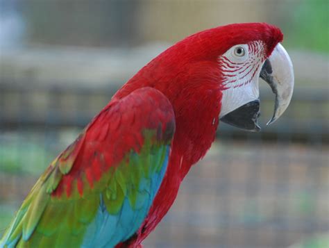 Animals World: beautiful photos of bird green winged macaw poster