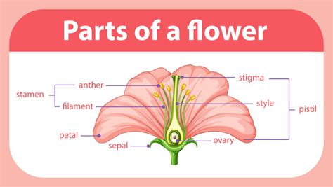 Diagram showing different parts of flower 6211793 Vector Art at Vecteezy