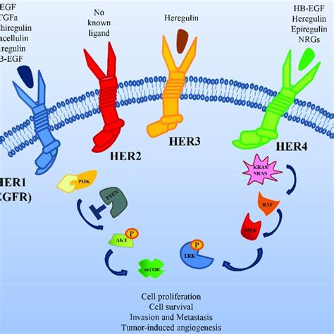 HER1 (EGFR) as a target in gastric cancer. Schematic illustration of... | Download Scientific ...