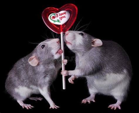 Valentine Rats. Two rats are holding a valentine lollipop that says, I ...