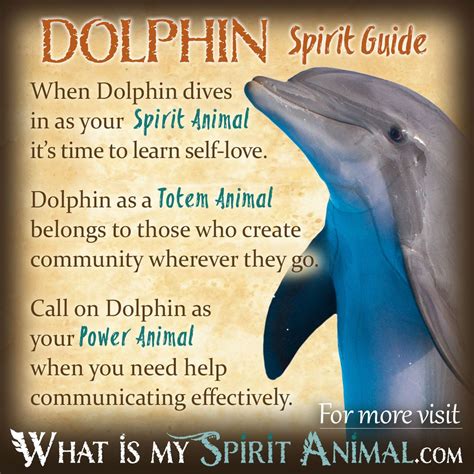 Dolphin Symbolism & Meaning | Spirit, Totem & Power Animal