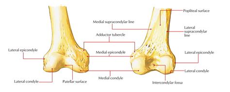 Medial Condyle – Earth's Lab