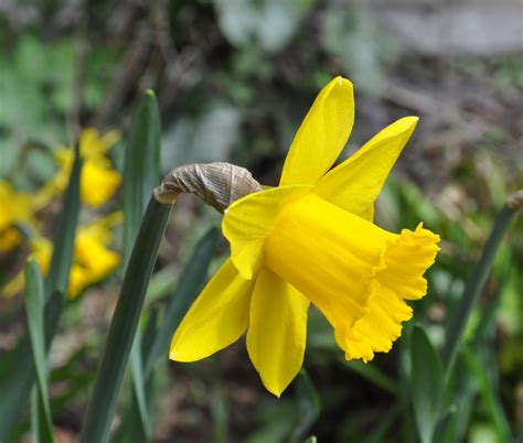 Narcissus Flower Meaning Flower Meaning - Narcissus Pictures